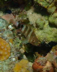 Orange Glow...Taken in August in the Bimini area of the B... by Troy Hooper 